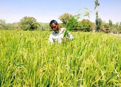 2 راه چاره افزایش بهره وری در کشاورزی یزد