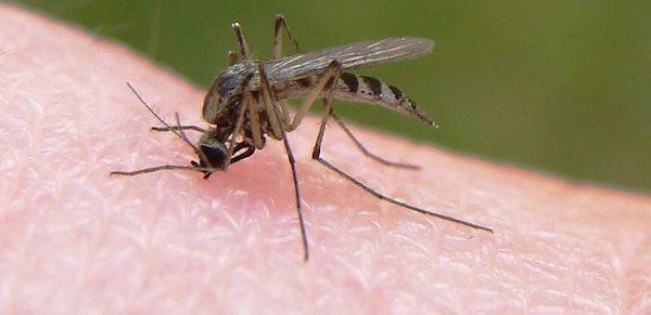 وضعیت بیماری کشنده مالاریا در ایران