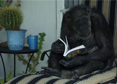 روایت زندگی شامپانزه تارزان در جشنواره سینماحقیقت