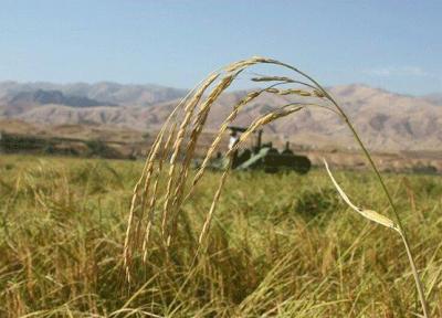کارشناسان افغان دوره آموزشی ترویج برنج را در محمودآباد فرا گرفتند
