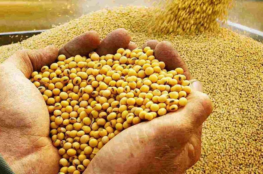چین ورود دانه های روغنی از کانادا را ممنوع کرد چین ورود دانه های روغنی از کانادا را ممنوع نمود