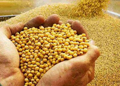چین ورود دانه های روغنی از کانادا را ممنوع نمود