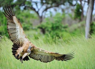 آشنایی با پارک ملی کروگر ، حیات وحش آفریقای جنوبی