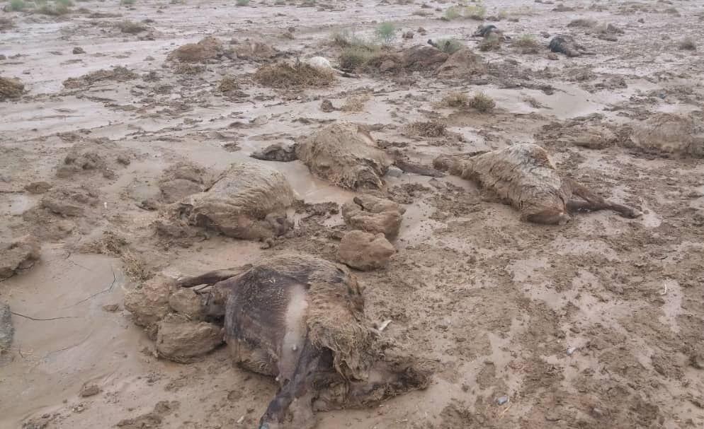 خبرنگاران تلف شدن 165 راس گوسفند در شهرستان راز و جرگلان