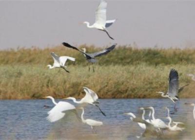 پرندگان مهاجر در بوستان آزادگان