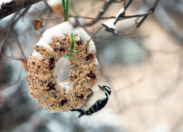 با ساختن این دانه های خوشمزه پرندگان را به حیاط خانه خود دعوت کنید