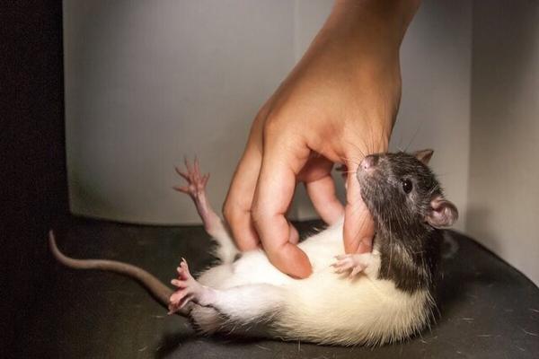 دانشمندان موش ها را غلغلک دادند؛ اما چرا؟