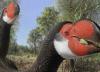 پرنده 2 متری که به دست انسان منقرض شد!، عکس