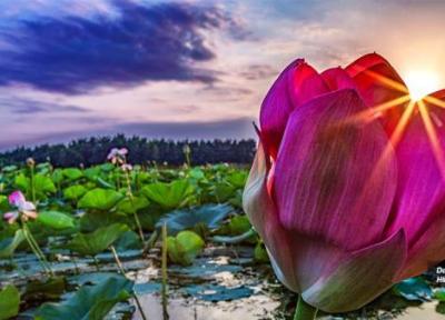 تالاب انزلی گیلان خانه زیباترین نیلوفرها ، Anzali Lagoon